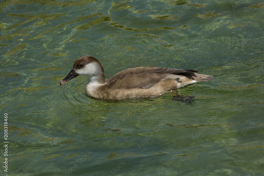 Female red-crested pochard (Netta rufina). Female red-crested pochard (Netta rufina).