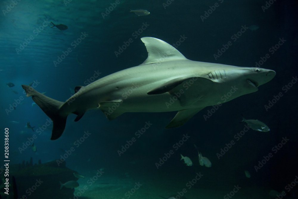 Sandbar shark (Carcharhinus plumbeus). Sandbar shark (Carcharhinus plumbeus).