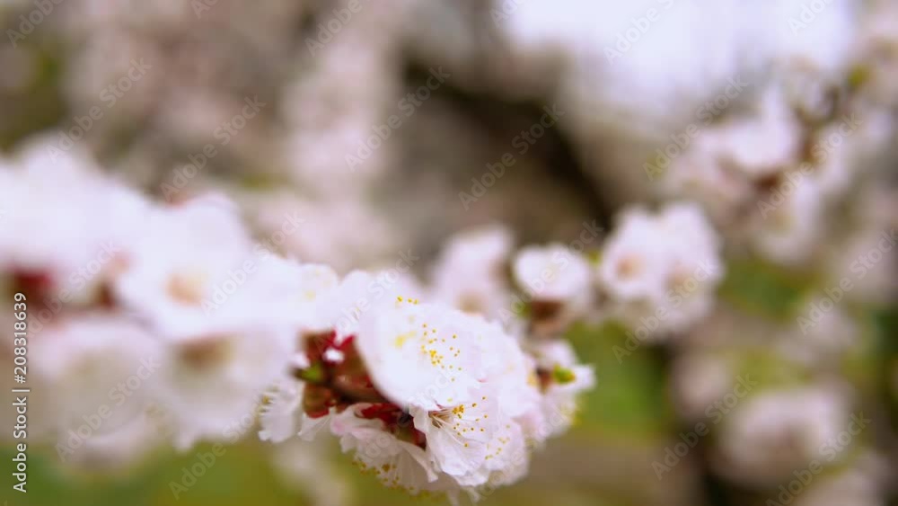 close up branch of peach-tree. beautiful white flower on wind close up branch of peach-tree. beautiful white flower on wind