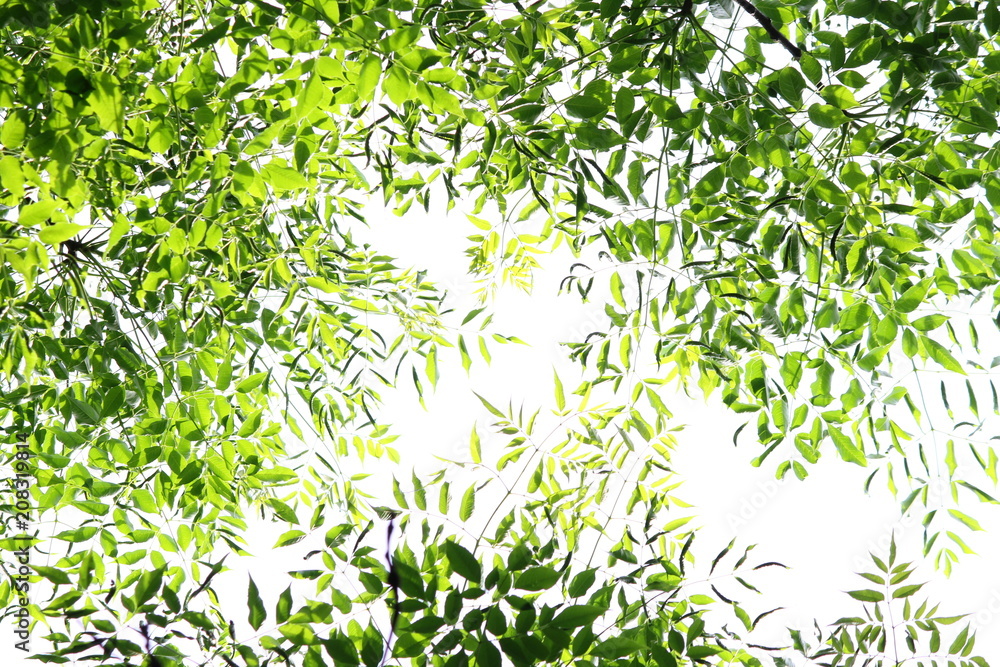 若葉13 fresh green 若葉13 fresh green