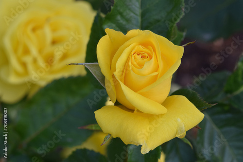 Sunsprite Yellow Rosebud photo