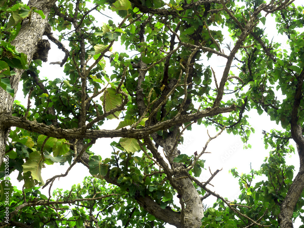 Fototapeta premium The forest tree