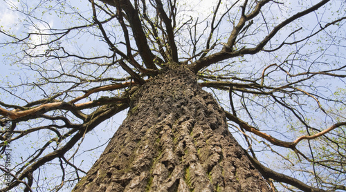 Oak in spring. Bottom-up view. Tree bark. Barrel going up