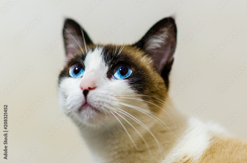 portrait of a blue eyed cat