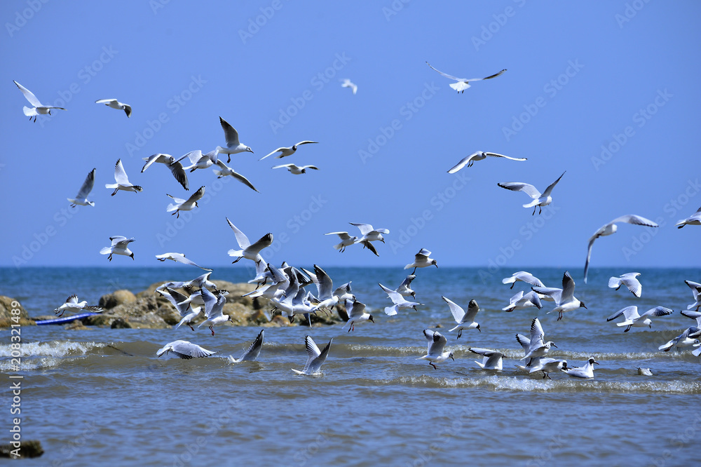 Seagulls fly in free