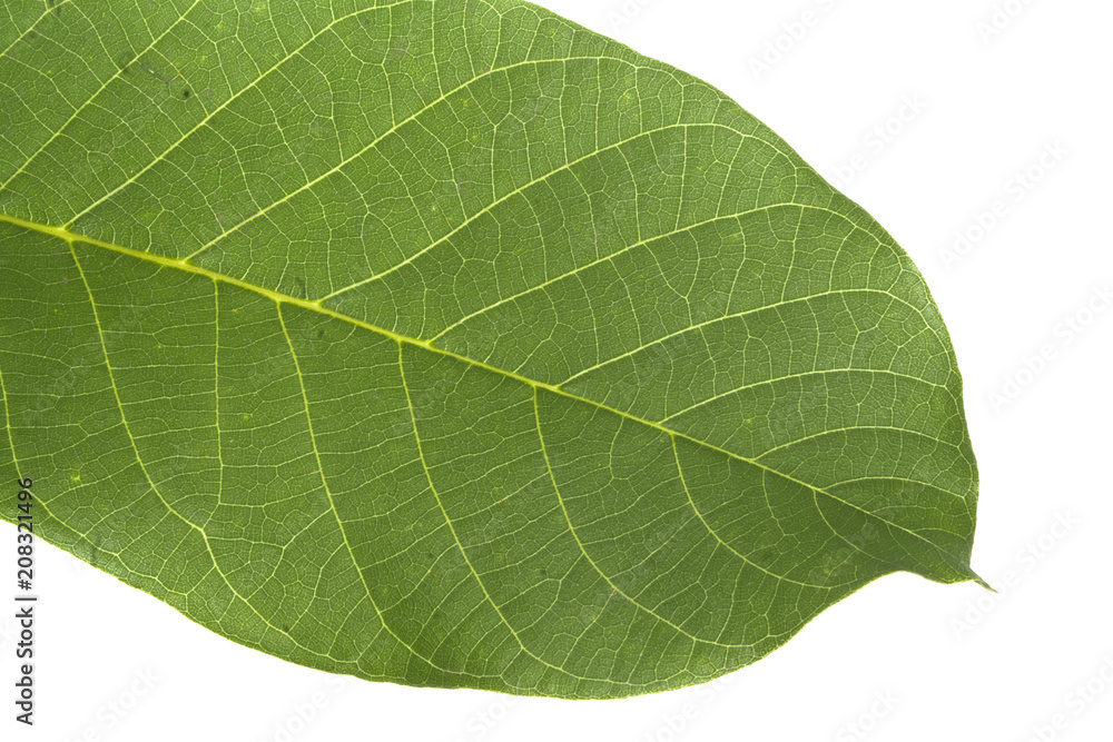 Obraz premium green leaf isolated on white background
