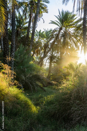 sunrise through a dense oasis filled with grassy brush and palm tree forest