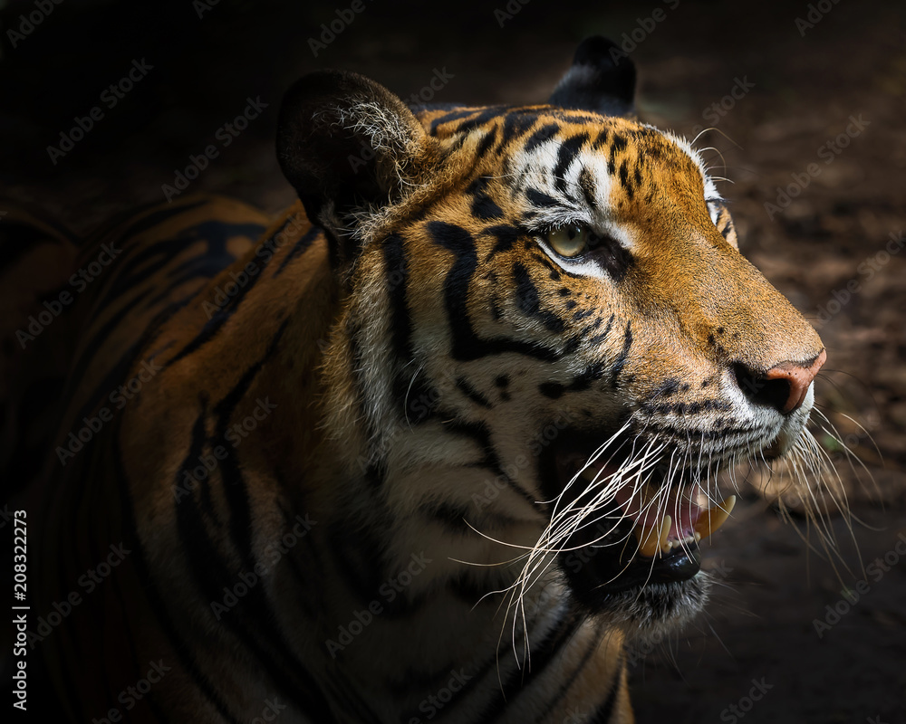 Obraz premium Close up tiger.