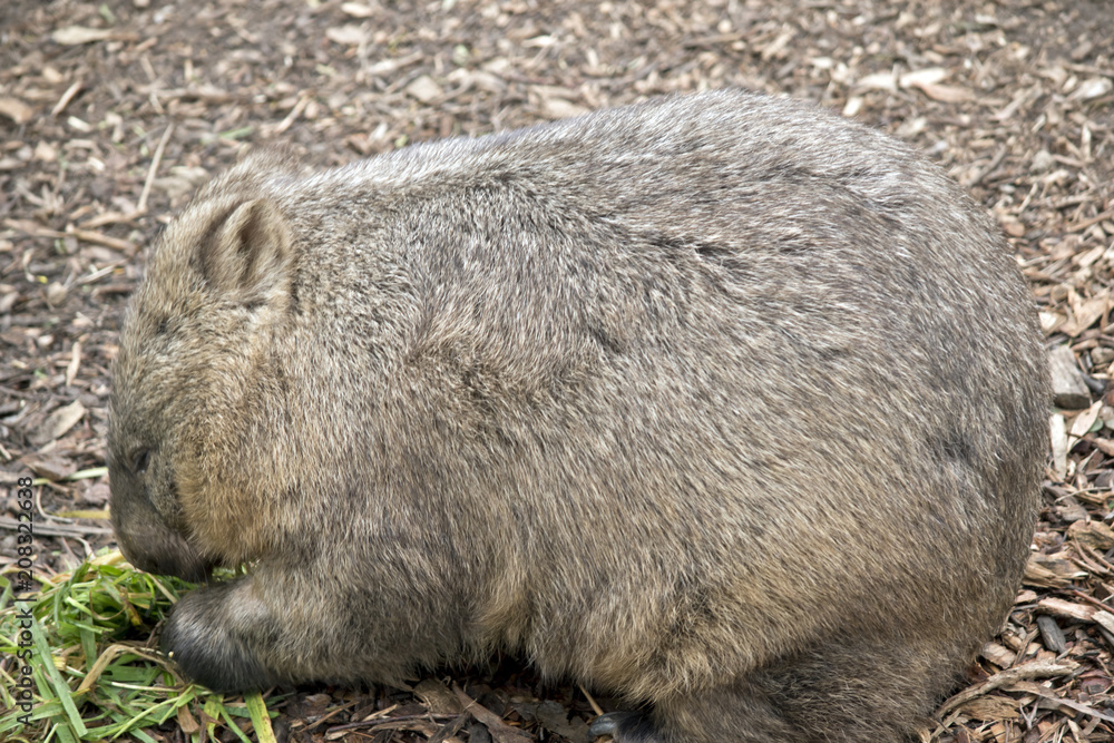 hairy nosed wombat hairy nosed wombat