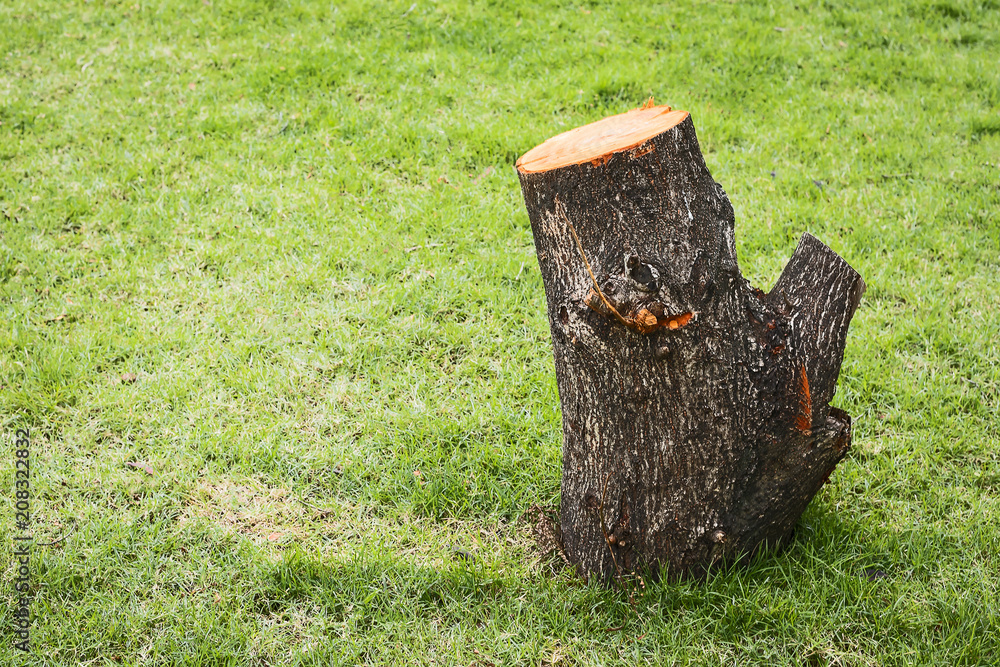 Obraz premium tree cut nature is destroyed.