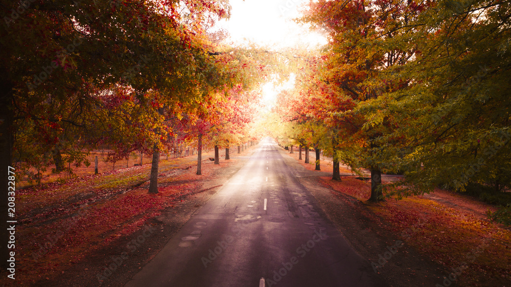 Road Lined With Trees During Autumn, Beautiful Autumn Colors