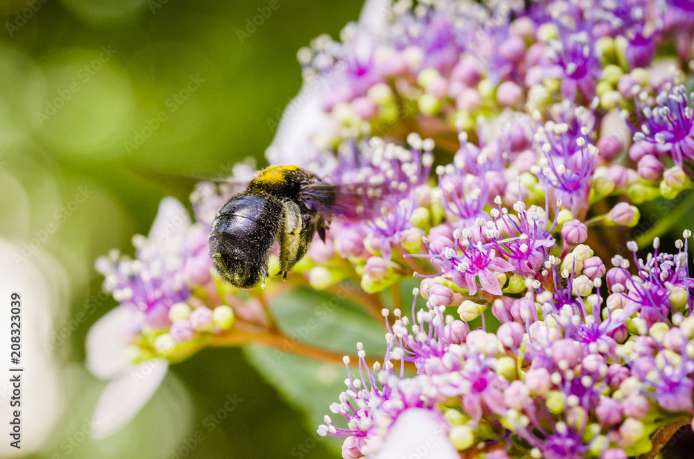 close up of a bumblebee on flower close up of a bumblebee on flower