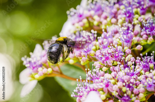 close up of a bumblebee on flower © Javier
