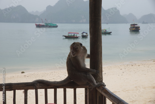 Macaque in the monkey Island, Cat Ba.