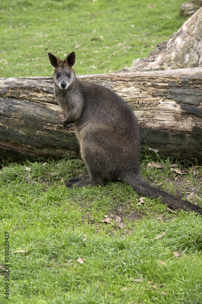 Naklejka premium swamp wallaby