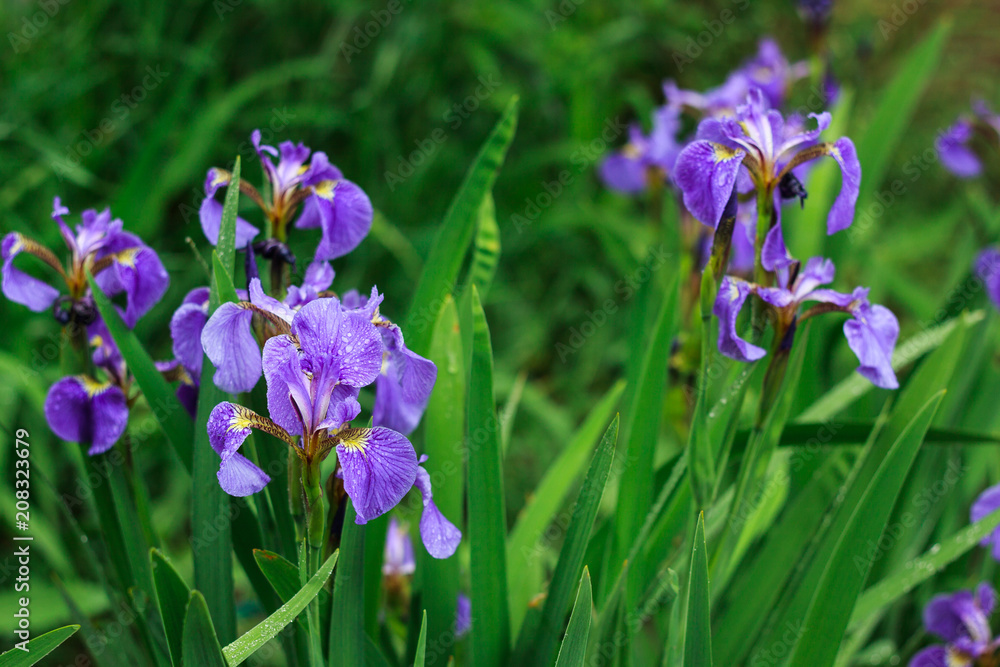 flowering irises on the flower bed in early summer flowering irises on the flower bed in early summer