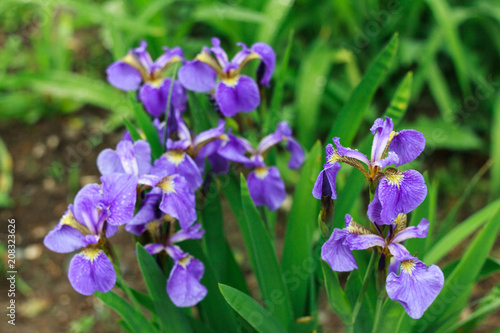 flowering irises on the flower bed in early summer
