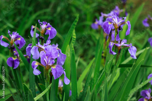 Fototapeta Naklejka Na Ścianę i Meble -  flowering irises on the flower bed in early summer