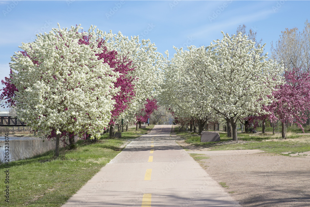 Fototapeta premium Crabapple flower in full bloom along the bike path 