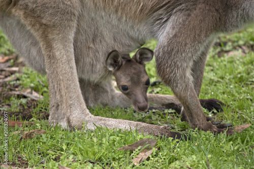 joey Kangaroo-Island kangaroo