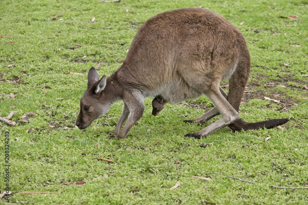 Kangaroo-Island kangaroo with joey Kangaroo-Island kangaroo with joey