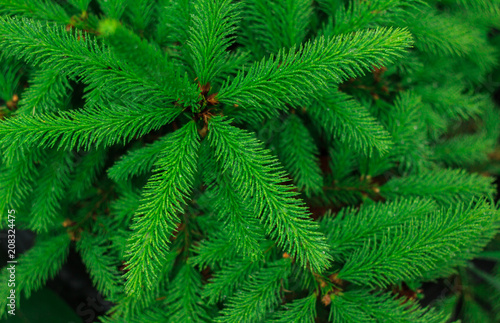 young coniferous tree