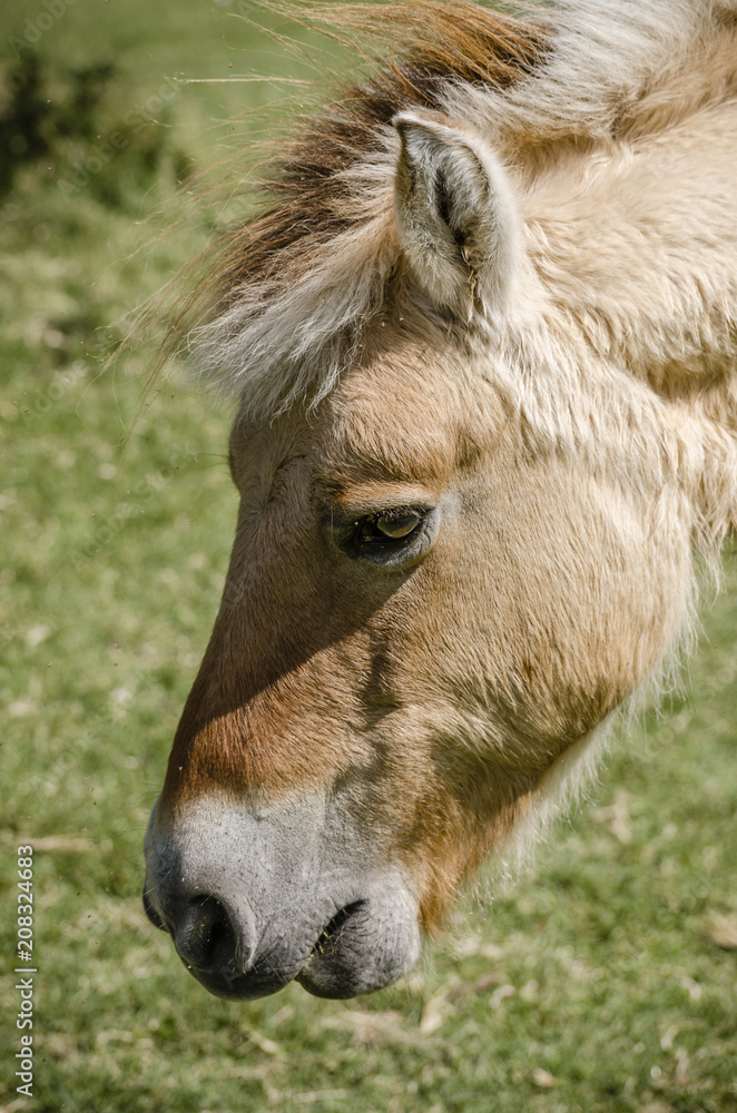 portrait of a pony horse portrait of a pony horse