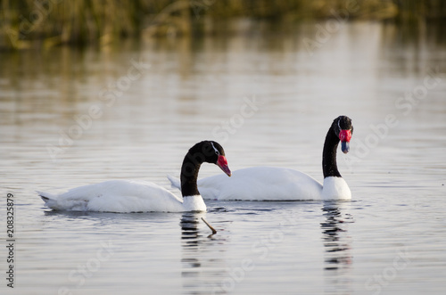 black necked swans on the lake
