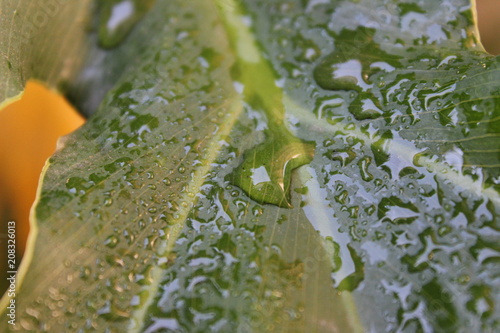 water drops om leaf