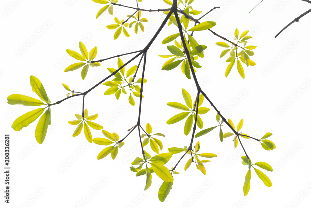 beautiful green leave on white background