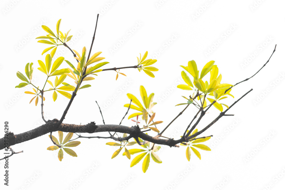 beautiful green leave on white background