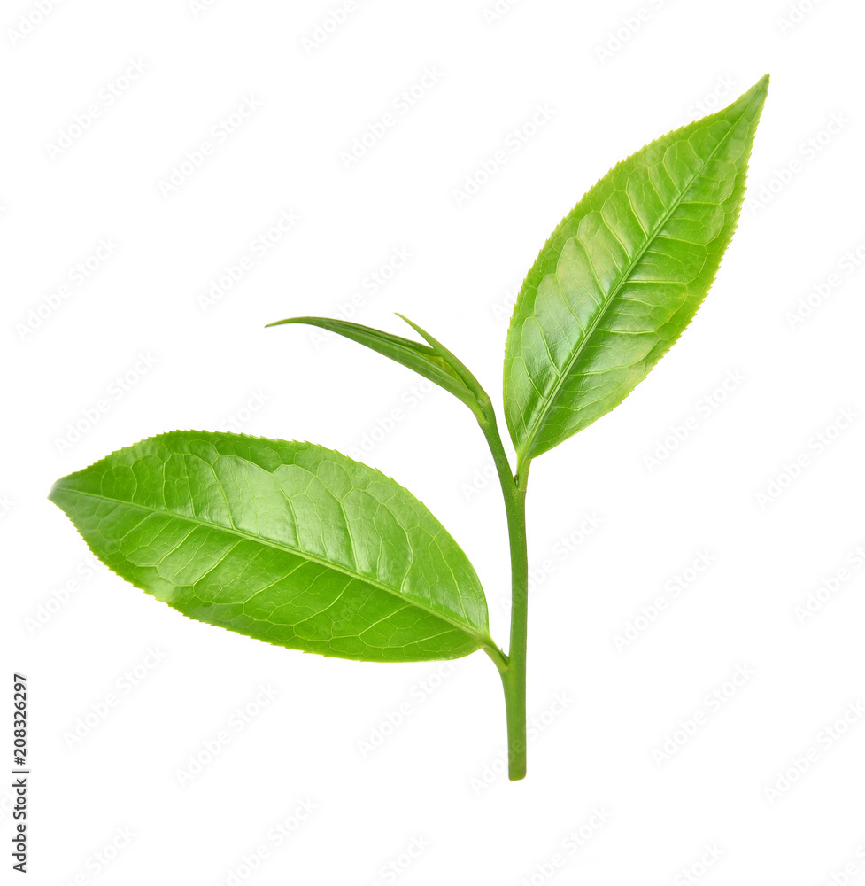 Green tea leaf on white background Green tea leaf on white background