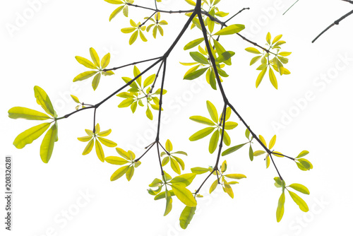beautiful green leave on white background