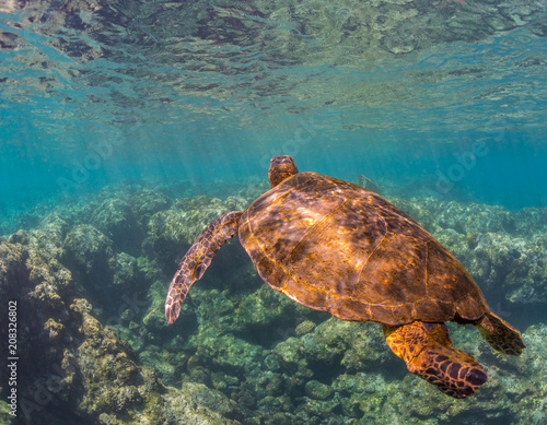 Sea Turtle swimming over the Reef