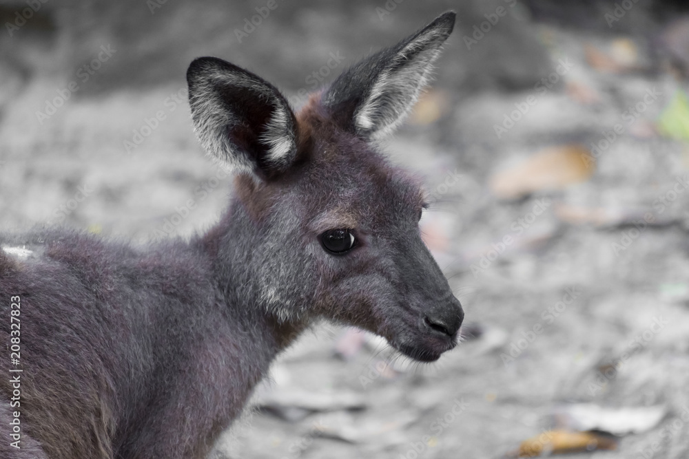 Kangaroo in Open Zoo, Thailand Kangaroo in Open Zoo, Thailand