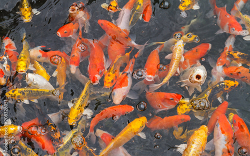 Koi carp fish feeding in the pond.