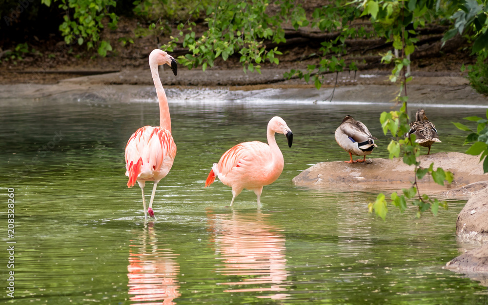 Chilean flamingos are enjoying summertime on water