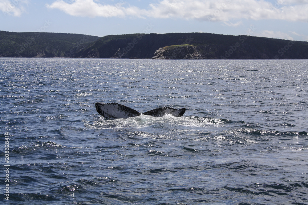 Naklejka premium Whale Tail