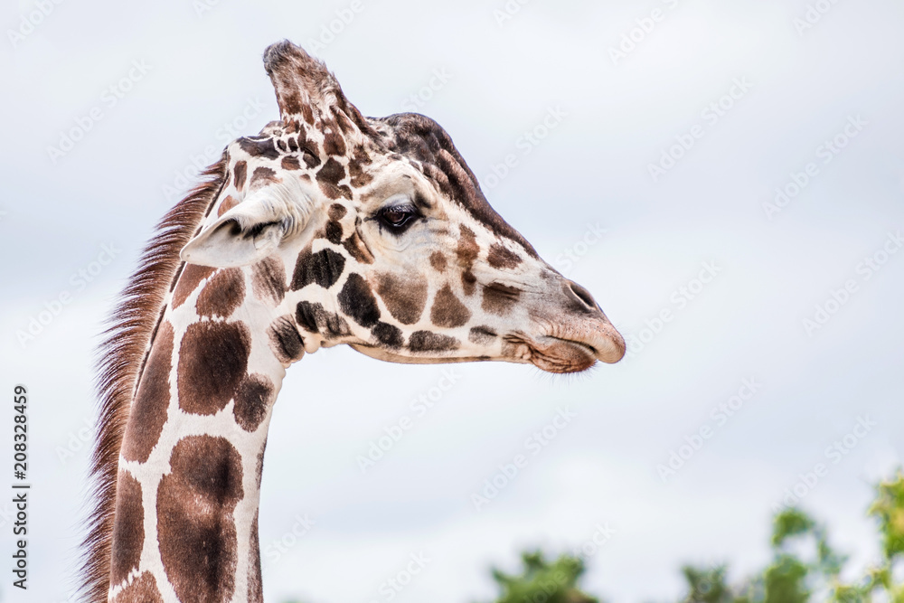 A close portrait of giraffe A close portrait of giraffe