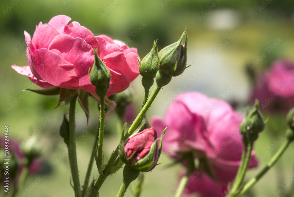 beautiful bouquet of pink rose flowers isolated on white background