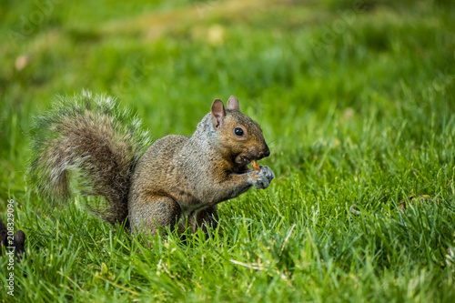 cute brown squirrel eating something on the green grass field