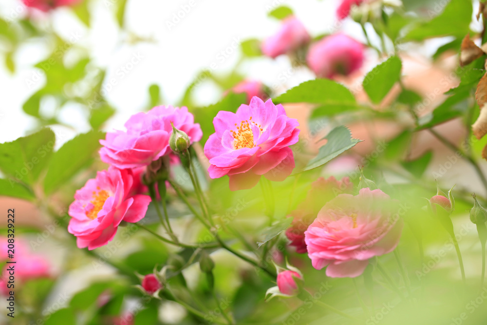 In the summer, rose is blooming In the summer, rose is blooming