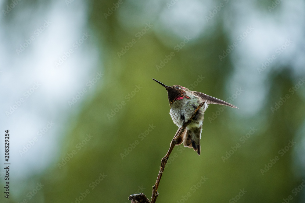 Fototapeta premium male ana's humming bird flipping its wings on the tip of a twig with red face feather and green background