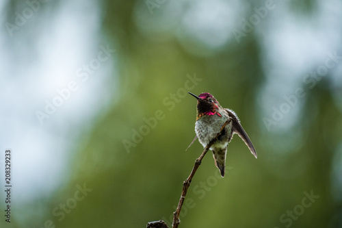 Photos male ana's humming bird flipping its wings on the tip of a twig with red face fe