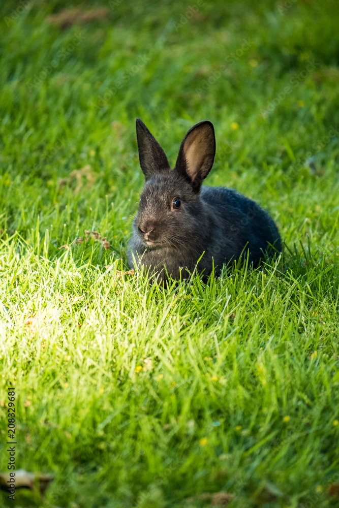cute black rabbit eating grass on the edge of light and shadow on the ground cute black rabbit eating grass on the edge of light and shadow on the ground