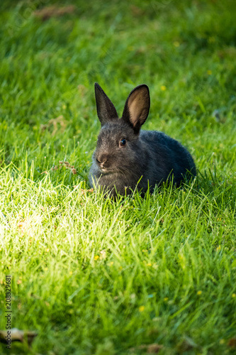 cute black rabbit eating grass on the edge of light and shadow on the ground