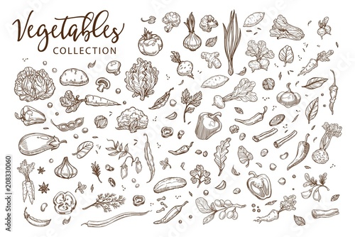 Healthy organic vegetables collection of monochrome sepia sketches