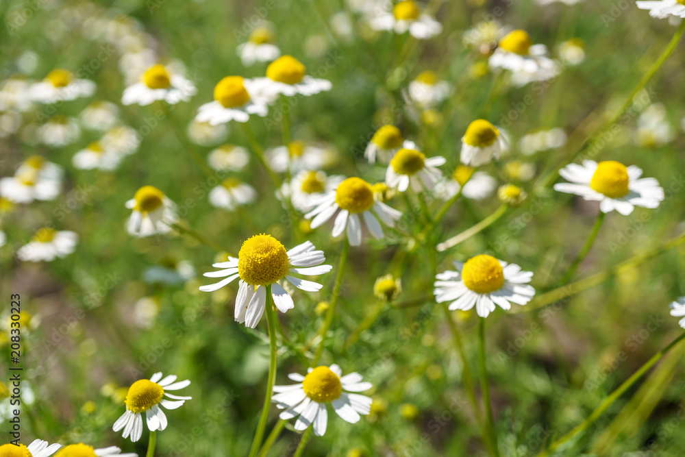 Chamomile in a sunny garden for healthy teas