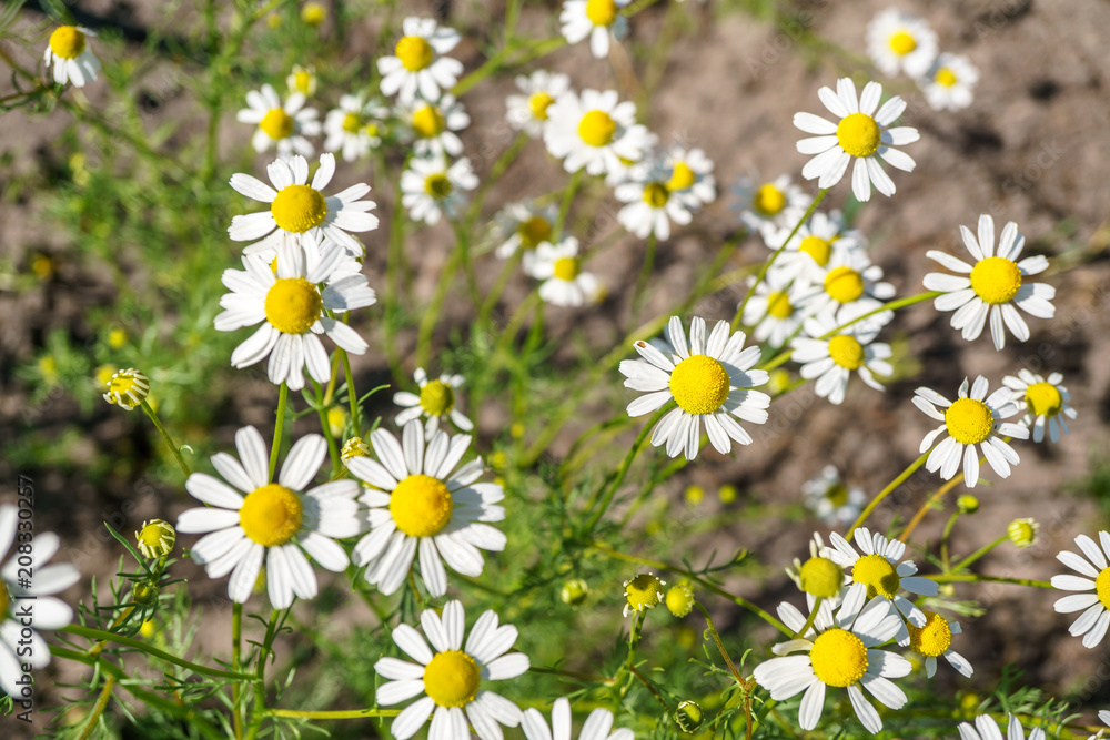 Chamomile in a sunny garden for healthy teas Chamomile in a sunny garden for healthy teas