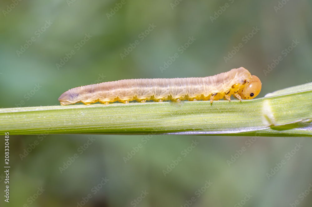little caterpillar in the green nature season garden little caterpillar in the green nature season garden